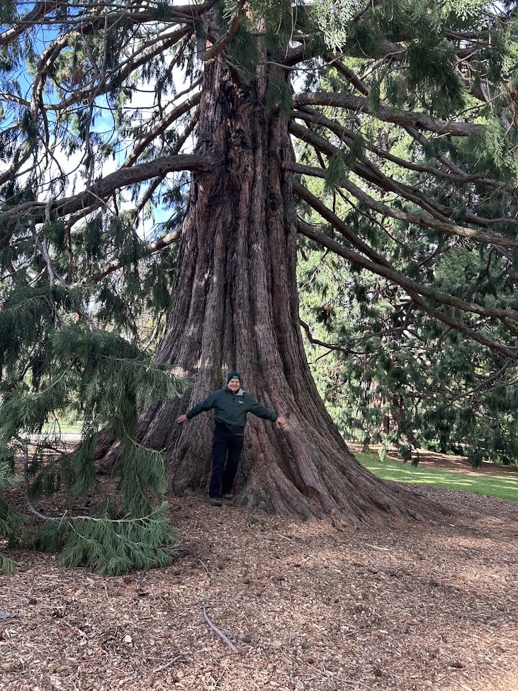California giant sequoia (Sequoiadendron giganteum) at the Queenstown Botanical Gardens